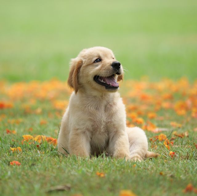 golden retriver puppy sitting in the grass